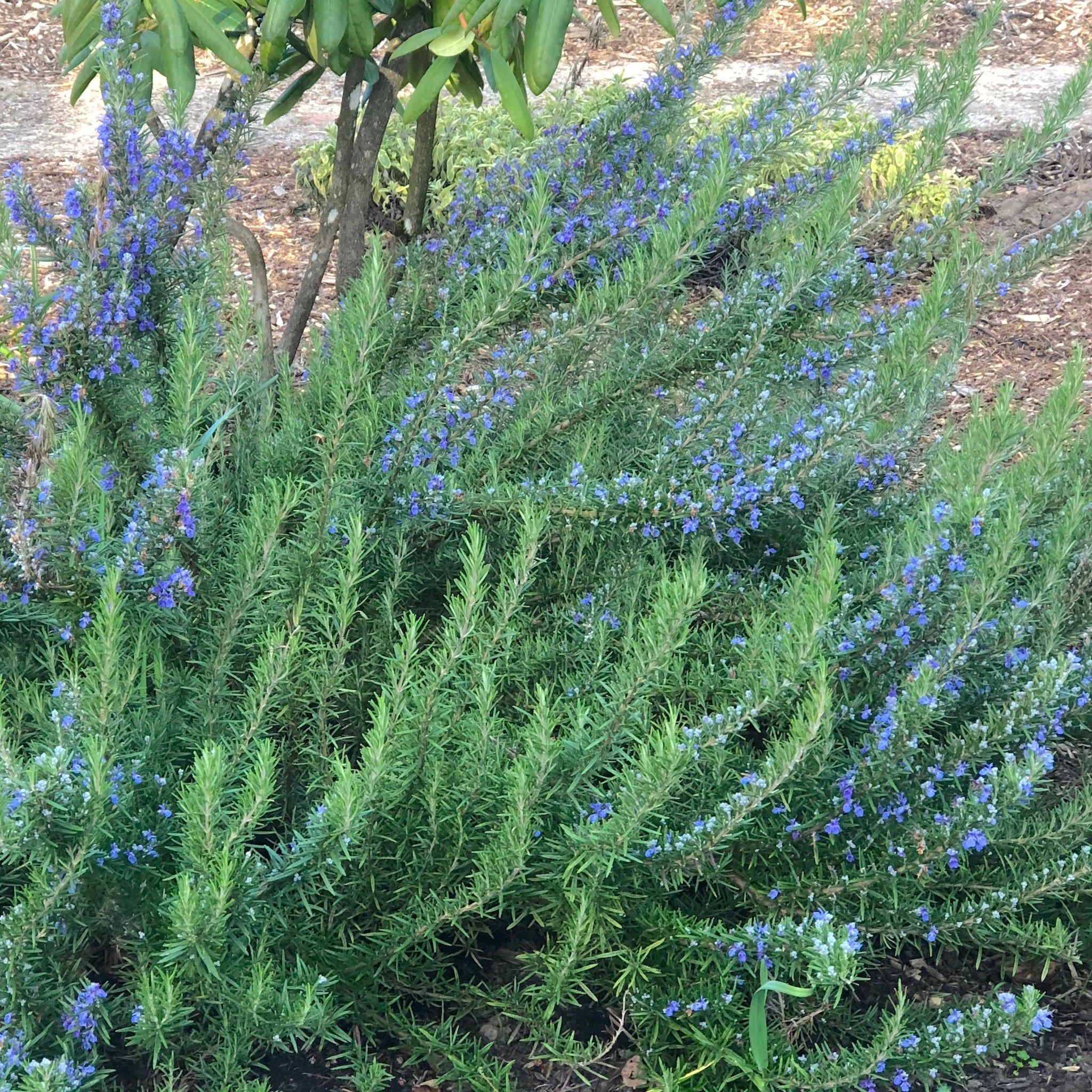 Rosmarinus officinalis 'Tuscan Blue' - Tuscan Blue Rosemary