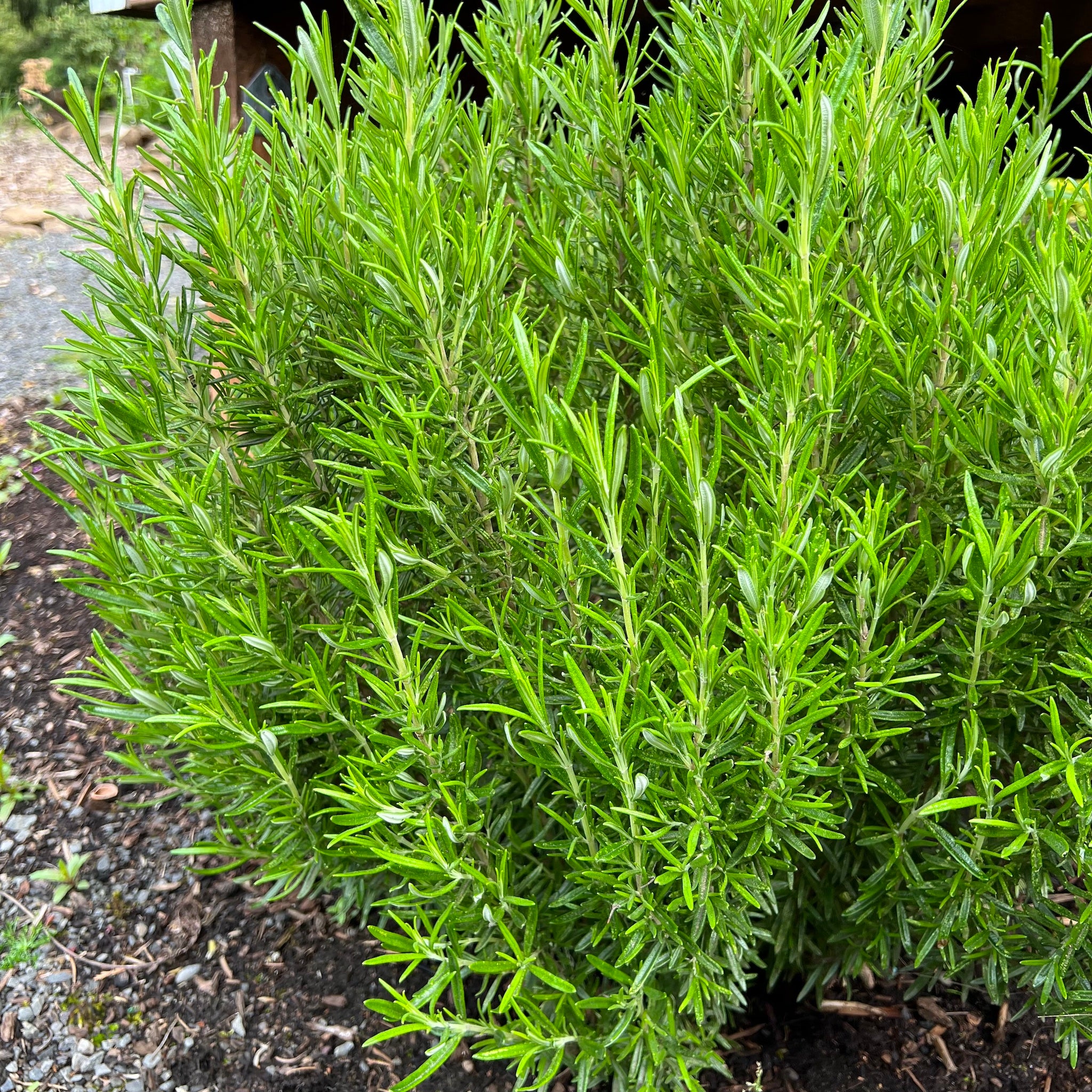 Rosmarinus officinalis 'Barbeque' - Barbeque Rosemary