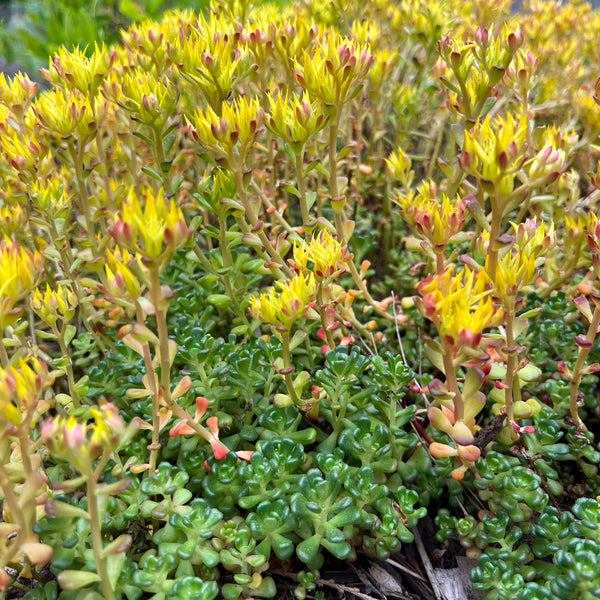 Sedum oreganum - Oregon Stonecrop