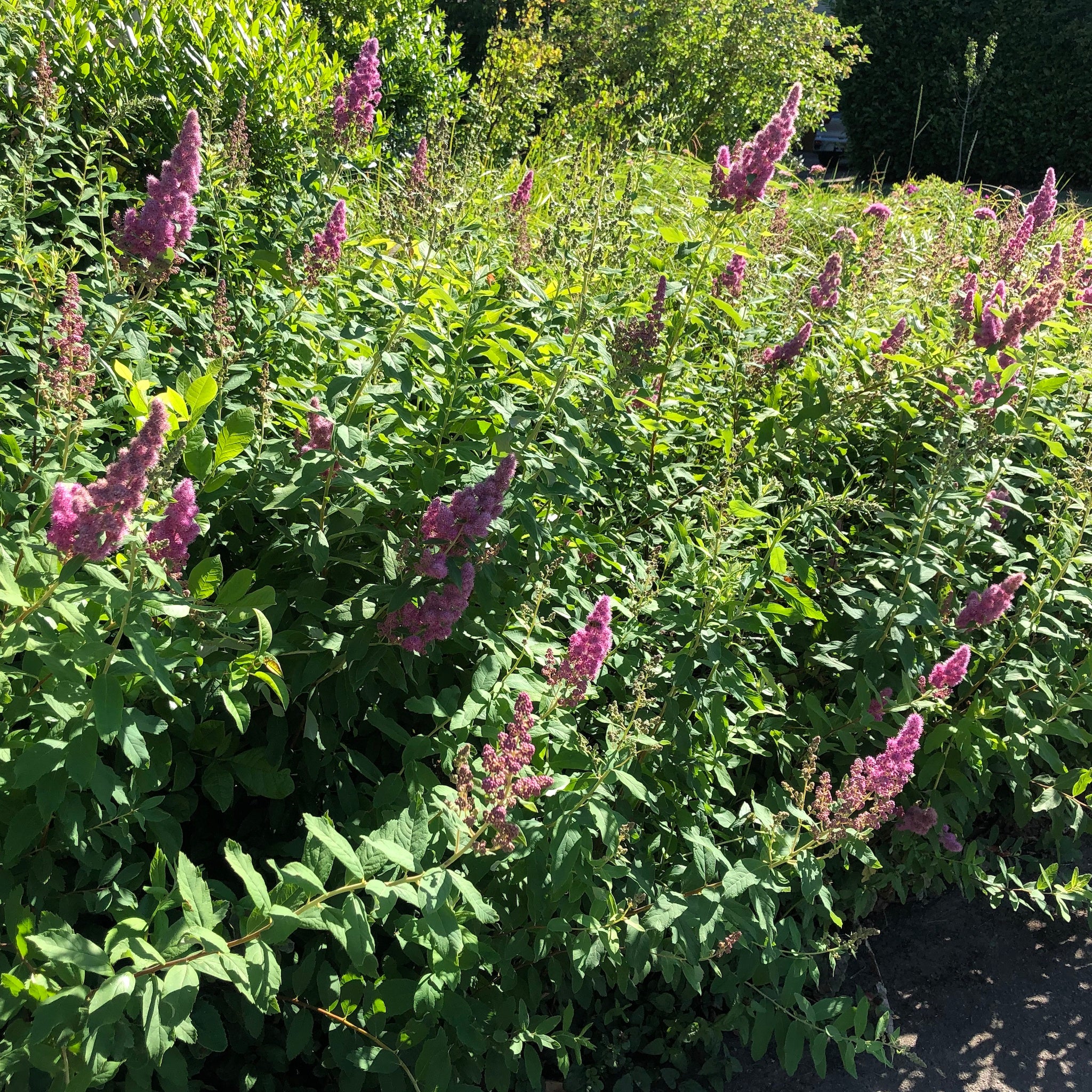 Spiraea Douglasii Douglas Spirea Green Seed Gardens spiraea-douglasii-douglas-spirea-green-seed-gardens