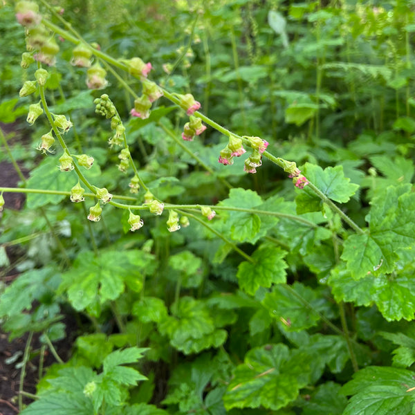 Tellima grandiflora - Fringecup