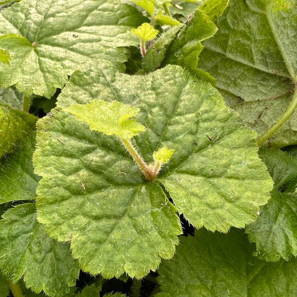 Tolmiea menziesii - Piggyback Plant