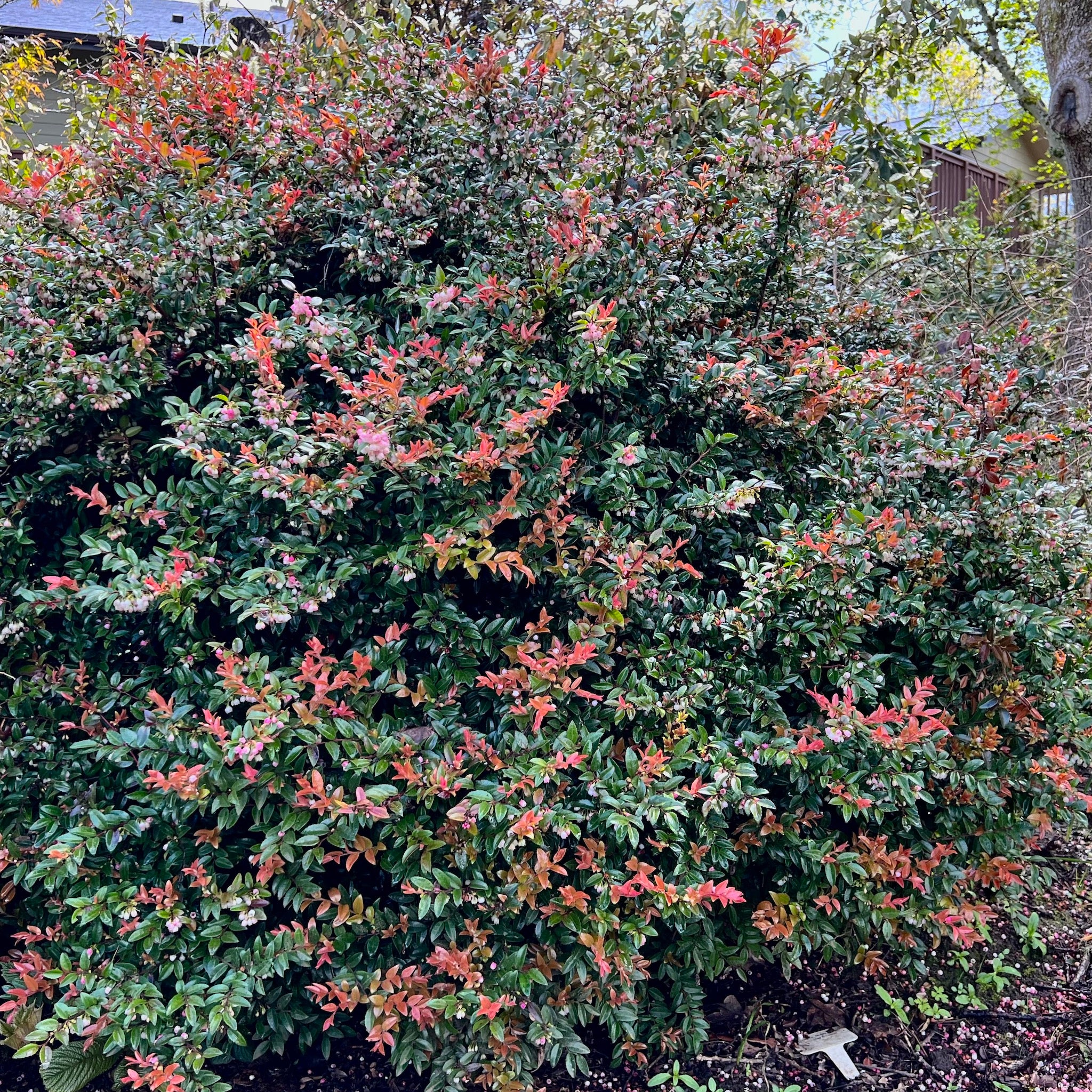 Vaccinium ovatum - Evergreen Huckleberry