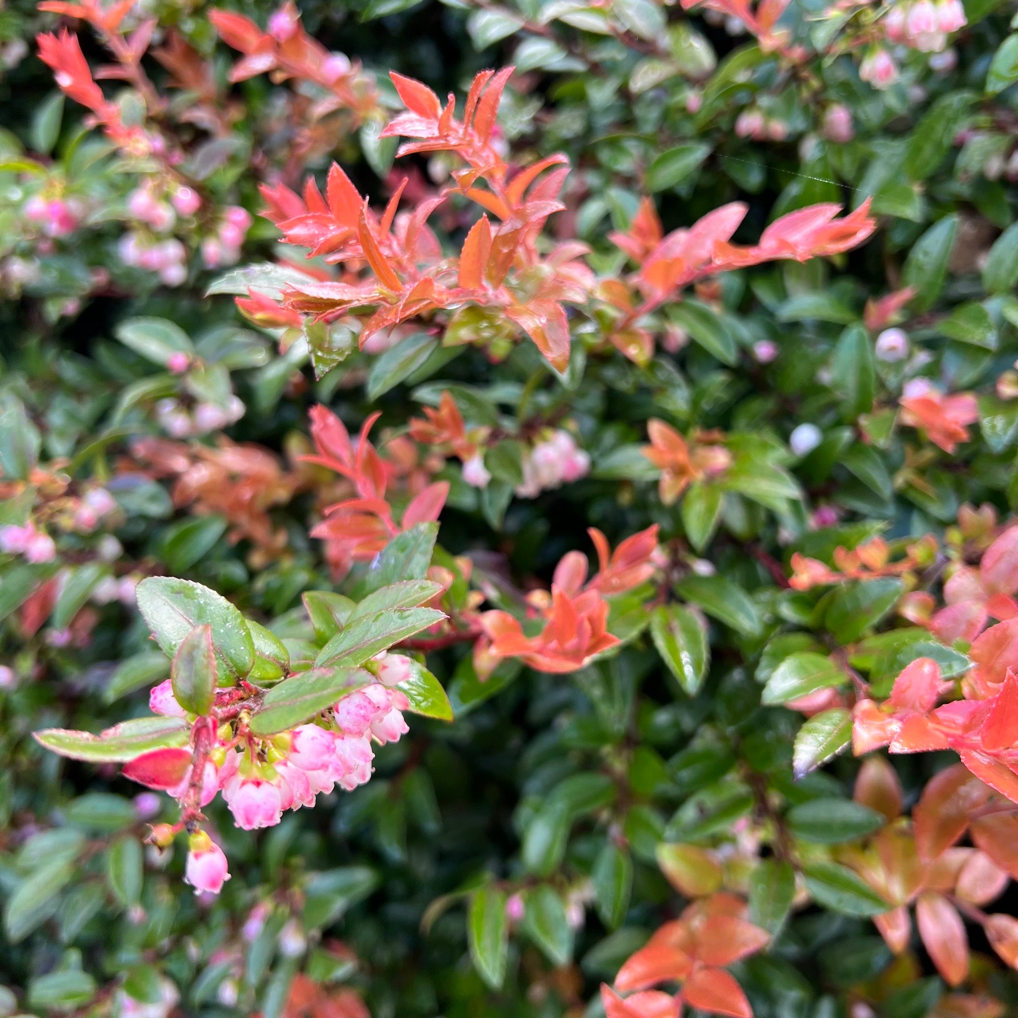 Vaccinium ovatum - Evergreen Huckleberry