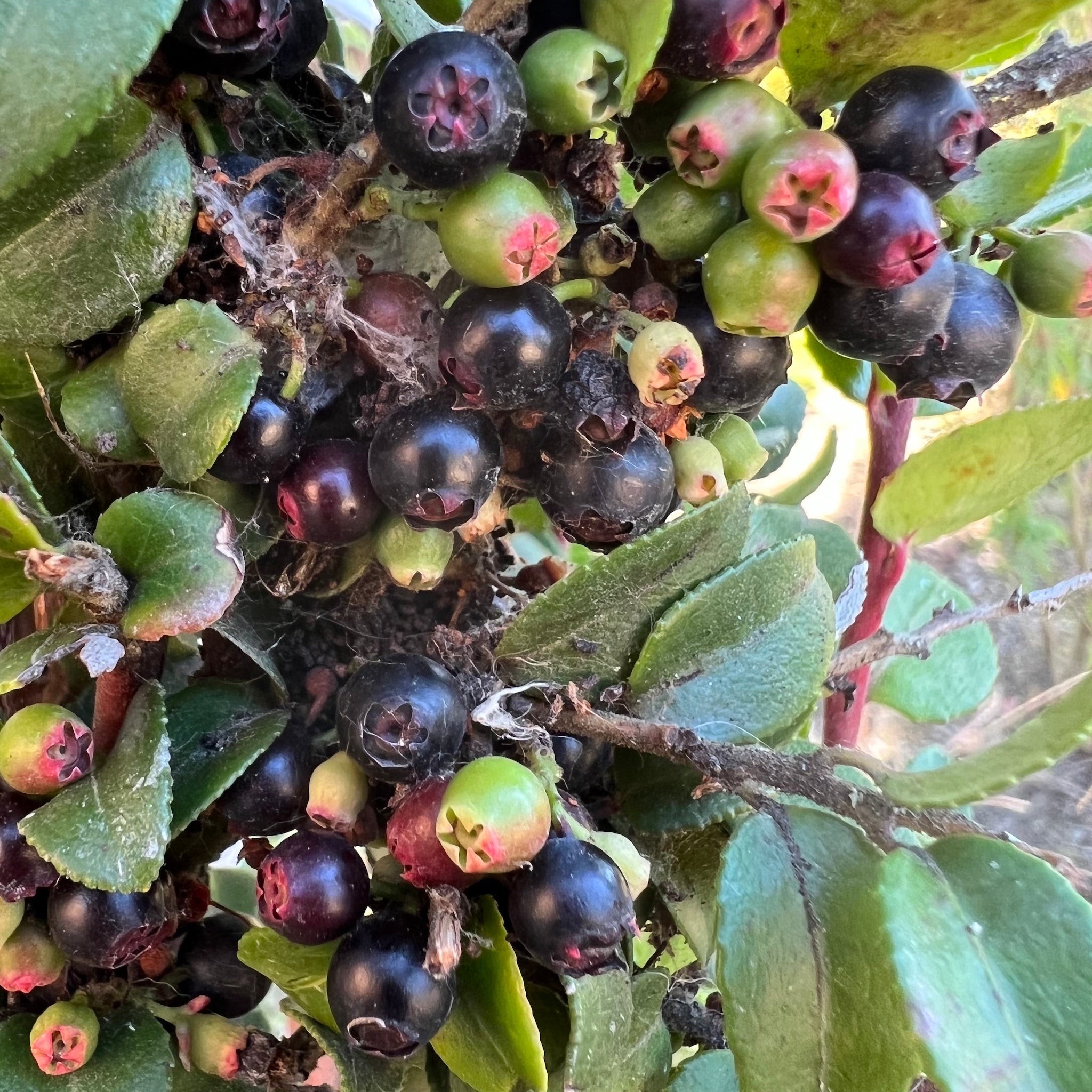 Vaccinium ovatum - Evergreen Huckleberry